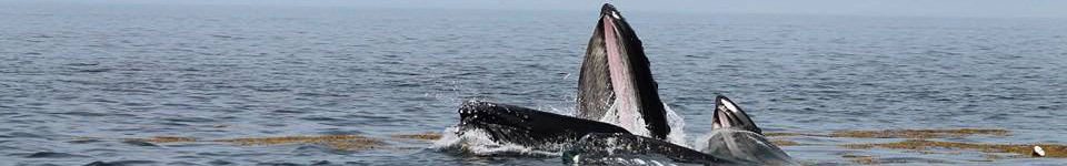 Freeport Whale & Seabird Tours | Nova Scotia Whale Watching Tours | Freeport, Nova Scotia
