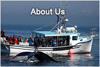 About Freeport Whale & Seabird Tours | Nova Scotia Whate Watching Tours