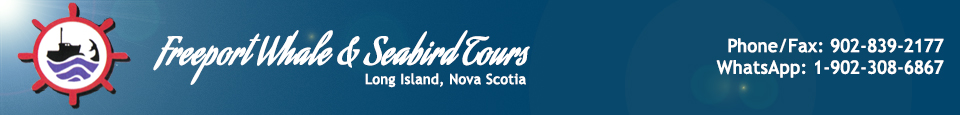 Nova Scotia Whale Watching Tours | Freeport Whale & Seabird Tours | Freeport, Nova Scotia