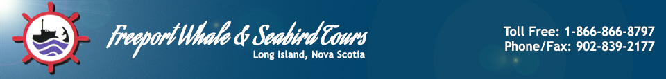 Nova Scotia Whale Watching Tours | Freeport Whale & Seabird Tours | Freeport, Nova Scotia