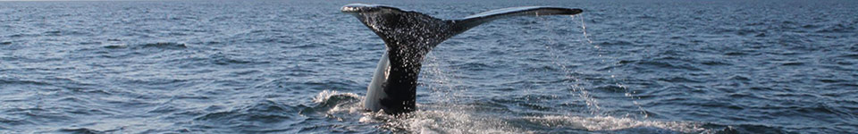 Freeport Whale & Seabird Tours | Nova Scotia Whale Watching Tours | Freeport, Nova Scotia
