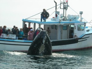 Yankee Clipper Harbor Tours  Whale Watch and Harbor Tours